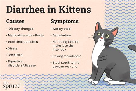 can overeating cause diarrhea in cats